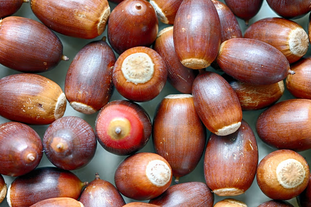 Acorns before sorting and drying