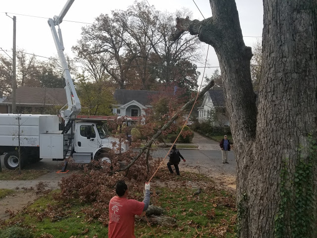 Oak tree removal