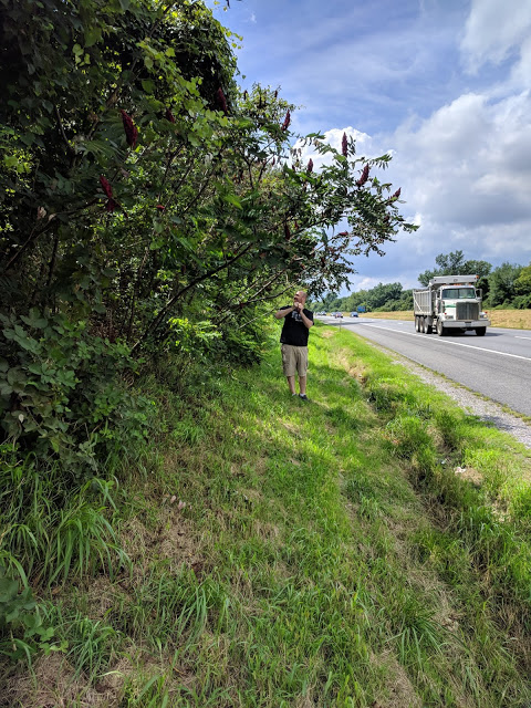 Me, harvesting sumac