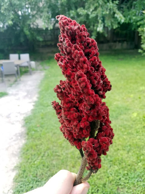 Staghorn Sumac "Berries"